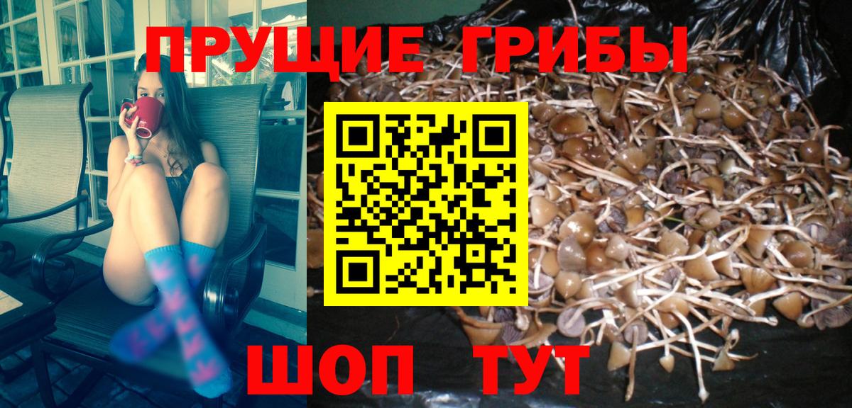 Галлюциногенные грибы Cubensis  Вход с VPN  Дальнегорск 